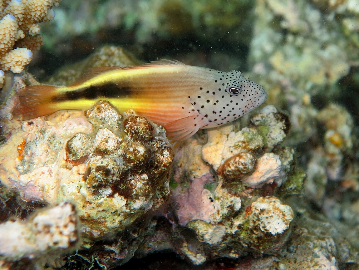 IMG_0773rf_Maldives_Madoogali_House reef_Poisson faucon a tache de rousseur_Paracirrhites forsteri.jpg